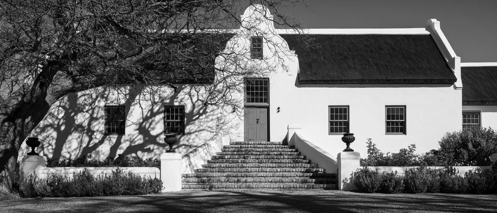 A Cape Dutch farmhouse with a thatched roof and an old tree casting shadows across the whitewashed gable